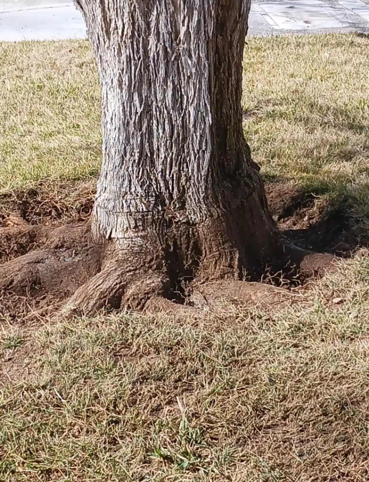 Street tree with an excavated root flare