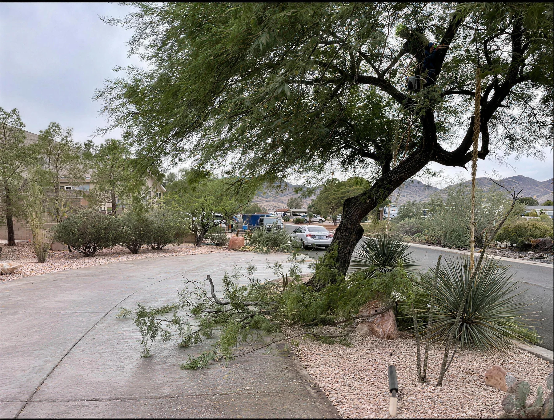Maintain Healthier Trees With Professional Pruning