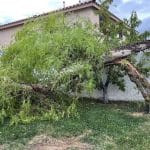 Emergency Tree Service When Storm Damage Strikes