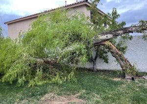 Read more about the article Emergency Tree Service When Storm Damage Strikes