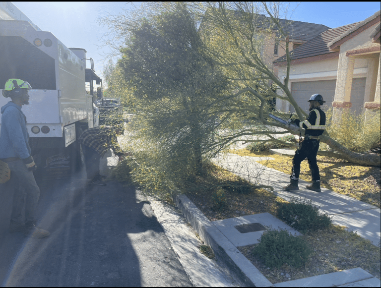 Guy holding a cut down tree